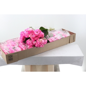 Hydr Rose Bonbon Sel Box