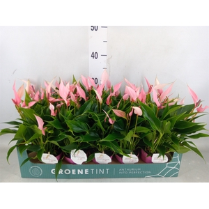 Anthurium andr. 'Lilli'