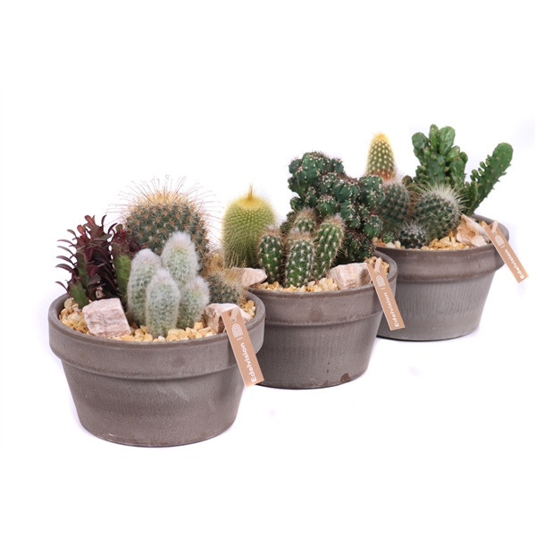 1x cactus 8,5 cm, 2x cactus 5,5 cm in grijs/bruine schaal met grind, keien en etiket