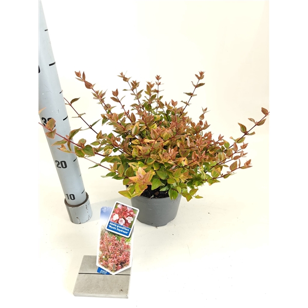 <h4>Abelia grandiflora Mystic Daydream ('Opstal 40'PBR)</h4>