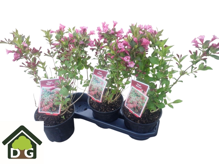 <h4>WEIG MINUET</h4>