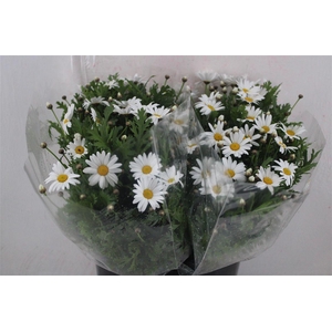 Margriet White Extra P Stem