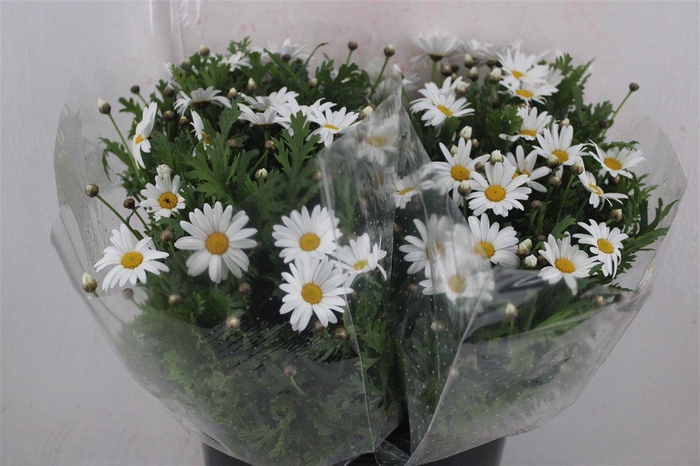 <h4>Margriet White Extra P Stem</h4>