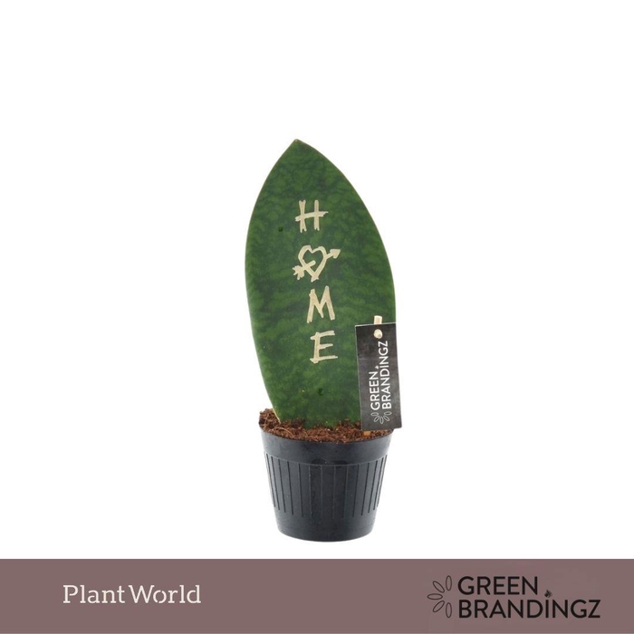 <h4>Sansevieria Green Brandingz Home</h4>