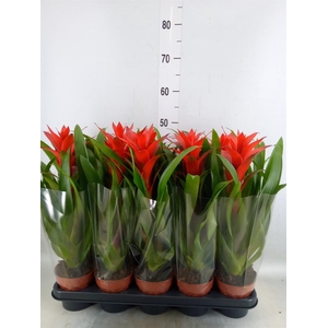 Guzmania  'Ostara'