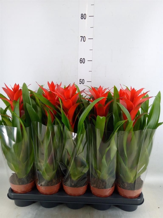 <h4>Guzmania  'Ostara'</h4>