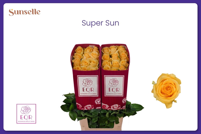 <h4>R GR SUPER SUN</h4>