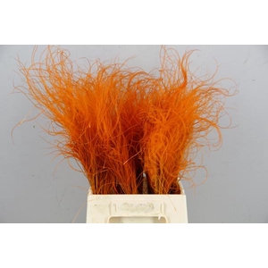 Df Stypha 40cm Bs Orange