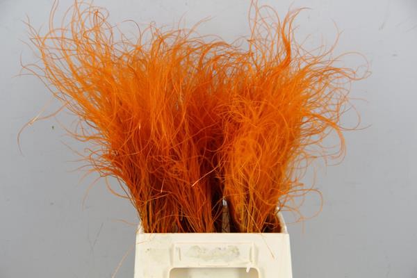 Df Stypha 40cm Bs Orange