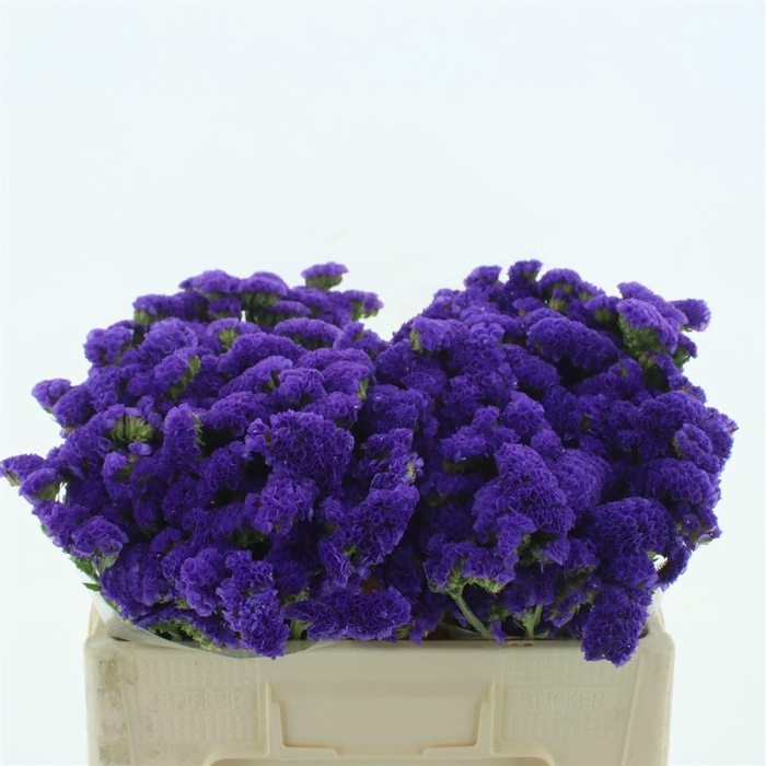 <h4>Limonium St Blue Birds X50</h4>