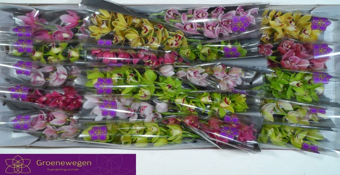 <h4>CYMB MI GEM</h4>