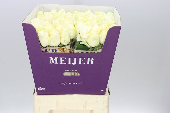 <h4>Rosa Gr Four Seasons+</h4>