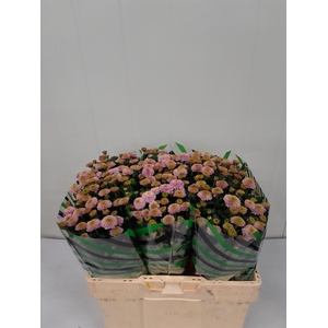 CHR S AAA DORIA PINK