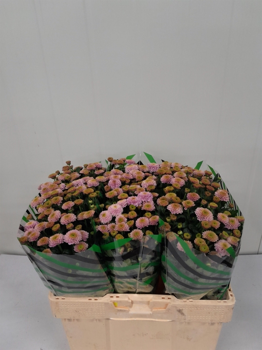 <h4>CHR S AAA DORIA PINK</h4>