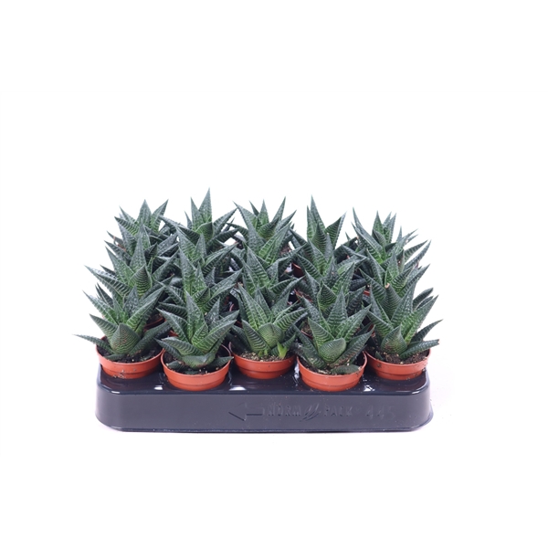 <h4>Haworthia limifolia 5,5 cm</h4>