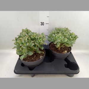 Crassula arborescens 'Curly'
