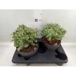 Crassula arborescens 'Curly'