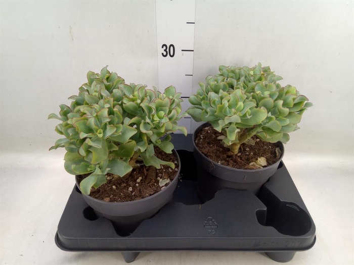 <h4>Crassula arborescens 'Curly'</h4>