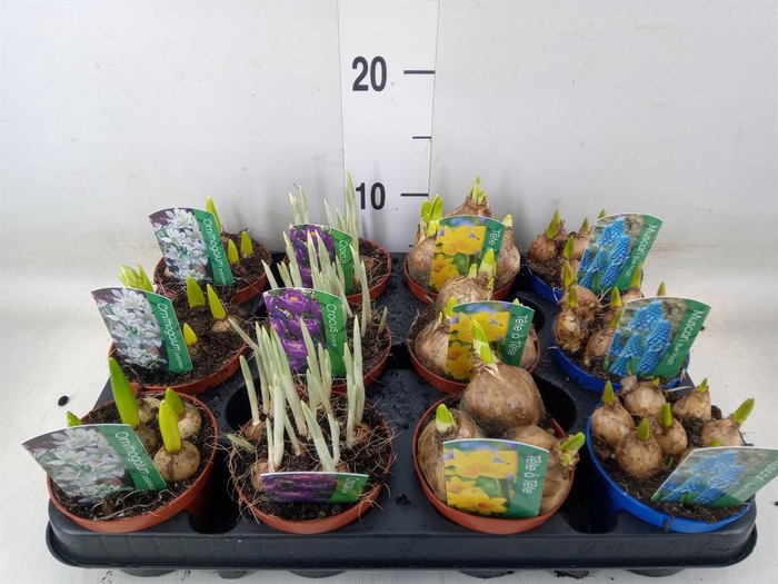 <h4>Bolbloemen   ...mix</h4>