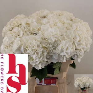 Hydrangea royal princess