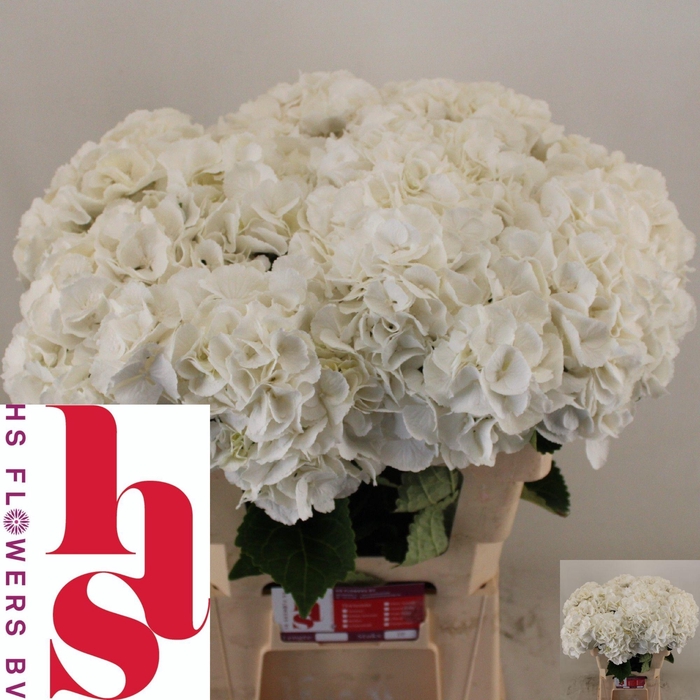 Hydrangea royal princess