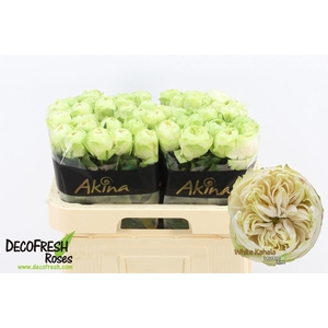 ROSA GR 'WHITE KAHALA-BB' R GR WHIT