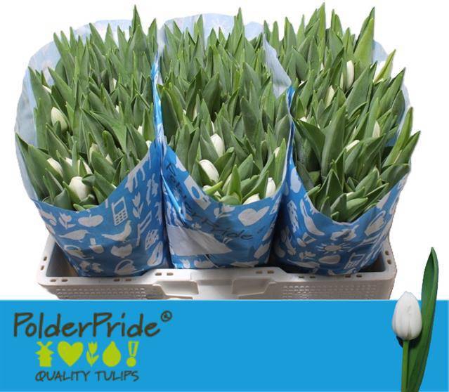 <h4>TU EN ROYAL VIRGIN</h4>