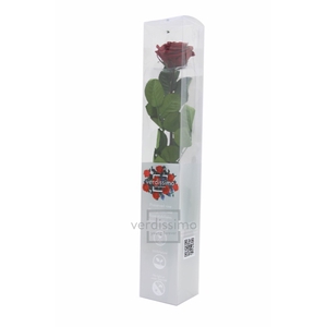 Roos op steel xl Plexi 55cm Burgundy