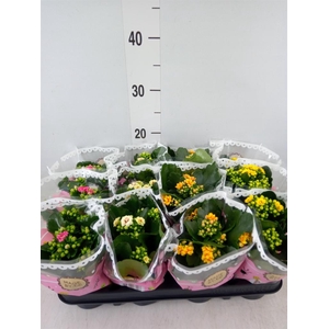 Kalanchoe blos.   ..mix