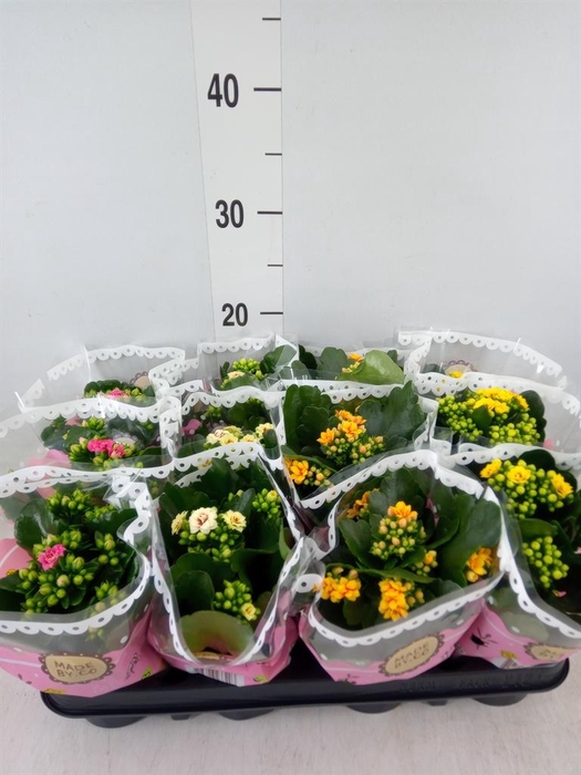 <h4>Kalanchoe blos.   ..mix</h4>
