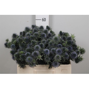 Eryn Scorpiu Questar