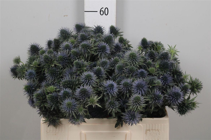 <h4>Eryn Scorpiu Questar</h4>