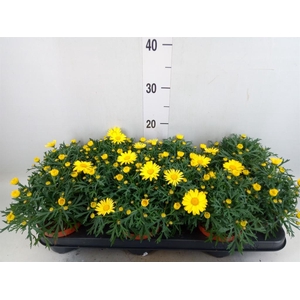 Argyranthemum  'La Rita Yellow'