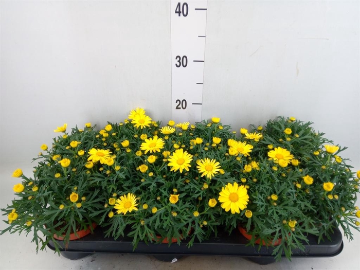 <h4>Argyranthemum  'La Rita Yellow'</h4>