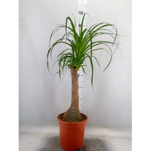 Beaucarnea recurvata