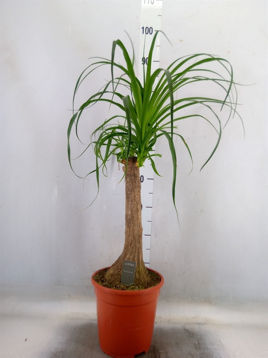 <h4>Beaucarnea recurvata</h4>