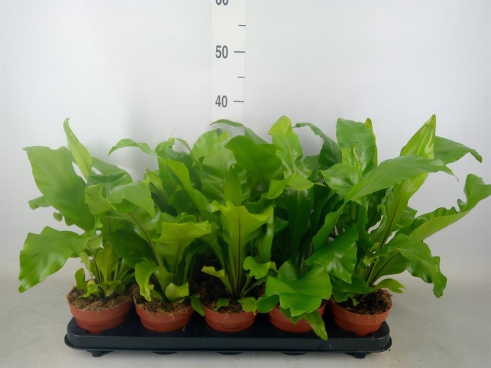 <h4>Asplenium nidus</h4>