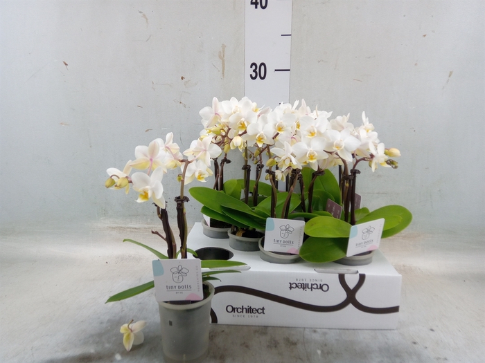 <h4>Phalaenopsis   ...mini</h4>