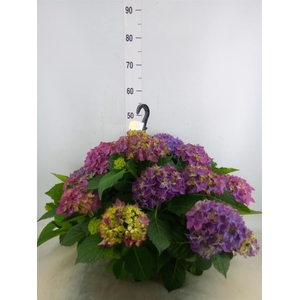 Hydrangea mac. 'Hi River'