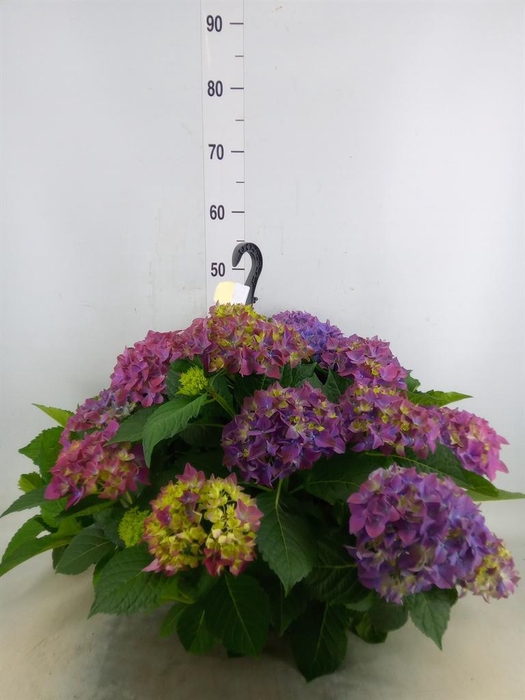 <h4>Hydrangea mac. 'Hi River'</h4>