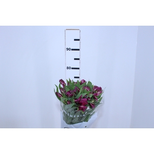 ALSTROEMERIA HELENA 080 CM ROXO