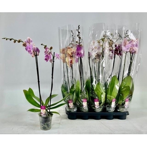 PHAL GEM