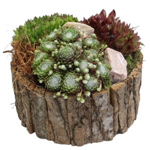 4430 SCHORS ROND SEMP