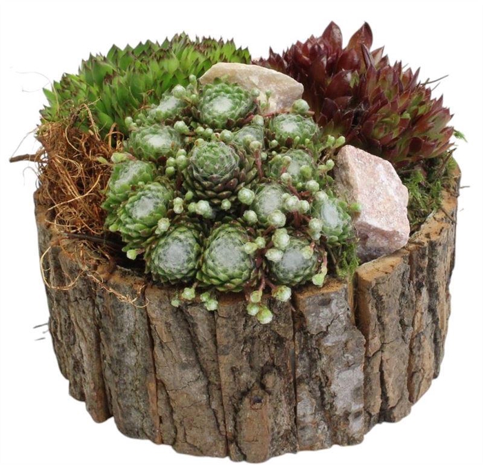 <h4>4430 SCHORS ROND SEMP</h4>