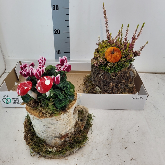 <h4>ARR TUINPLANTEN</h4>