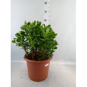 Crassula ovata