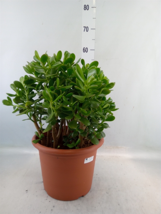 <h4>Crassula ovata</h4>