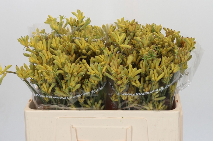 <h4>Anigozanthos Cape Aurora</h4>