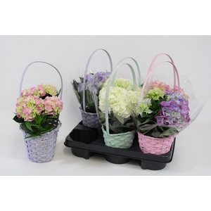 ARR HYDRANGEA
