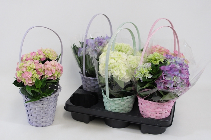 <h4>ARR HYDRANGEA</h4>